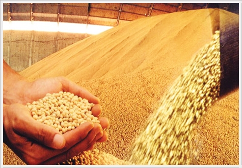 Campanha de Grãos 2022 home